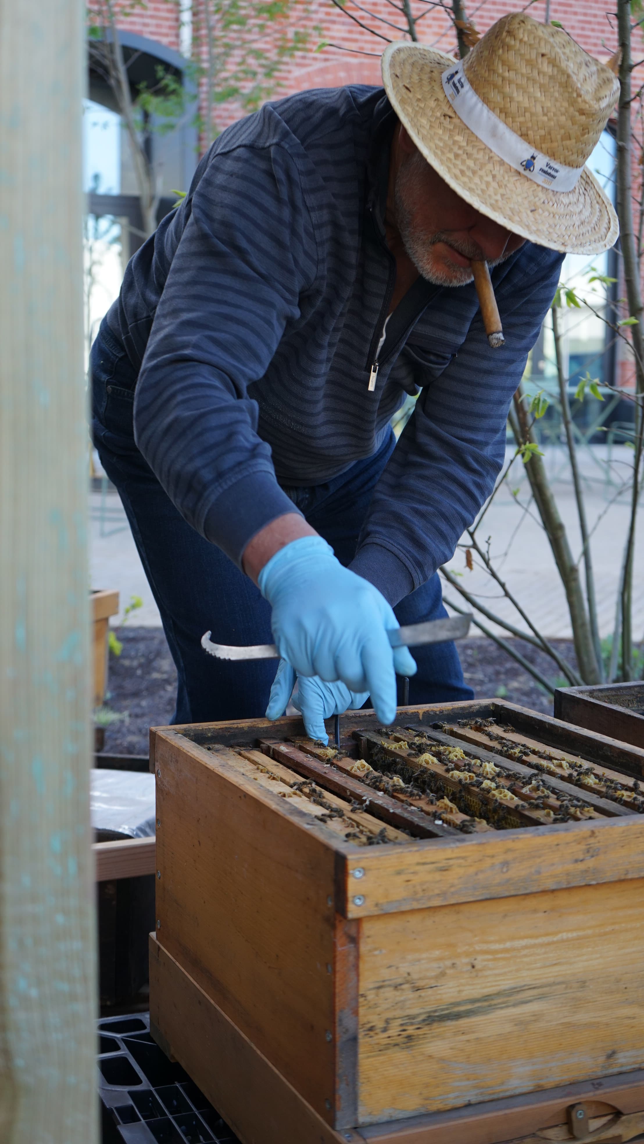 Beekeeping impression - honeycomb inspection