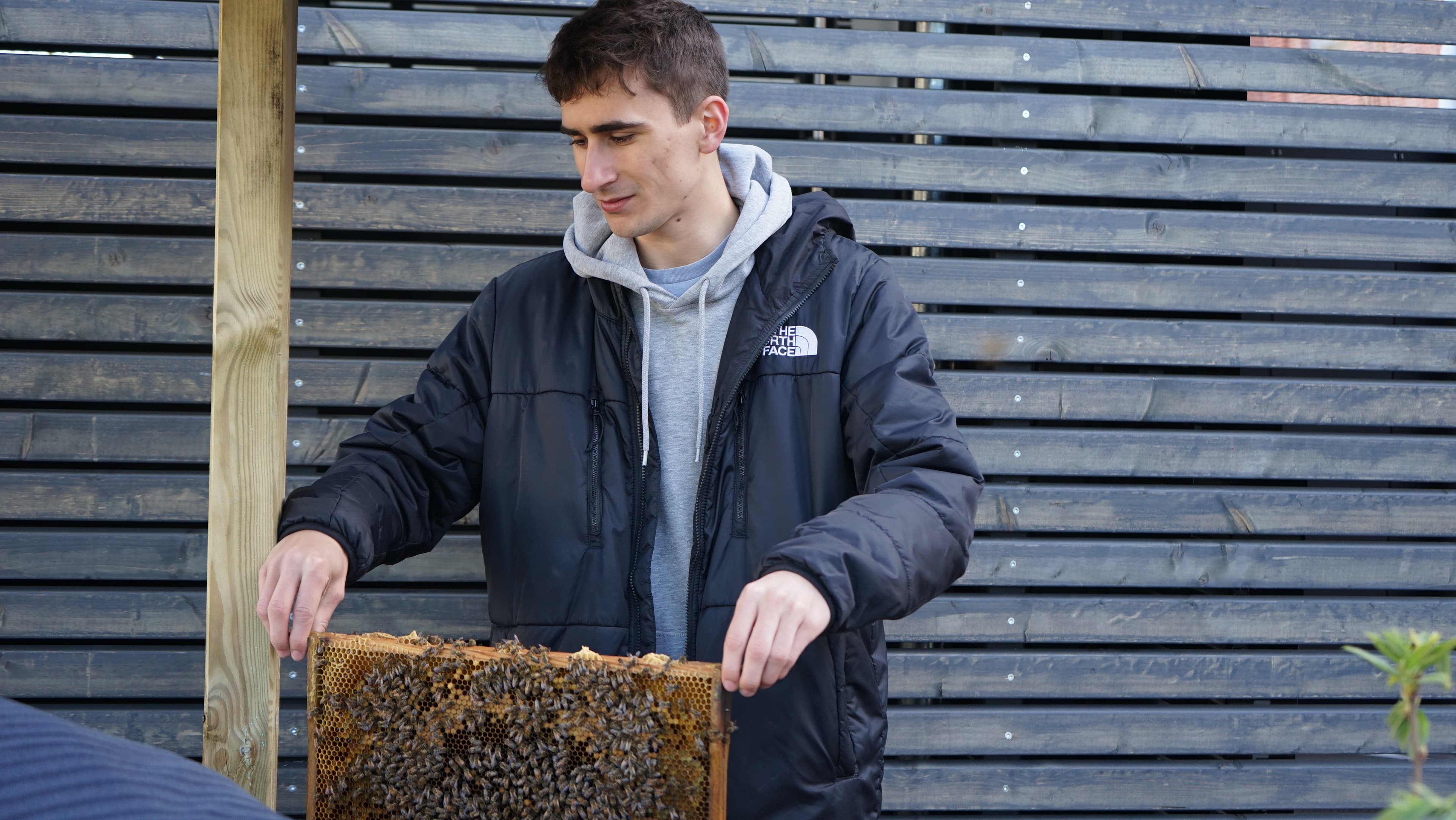 Beekeeping impression - working with bees