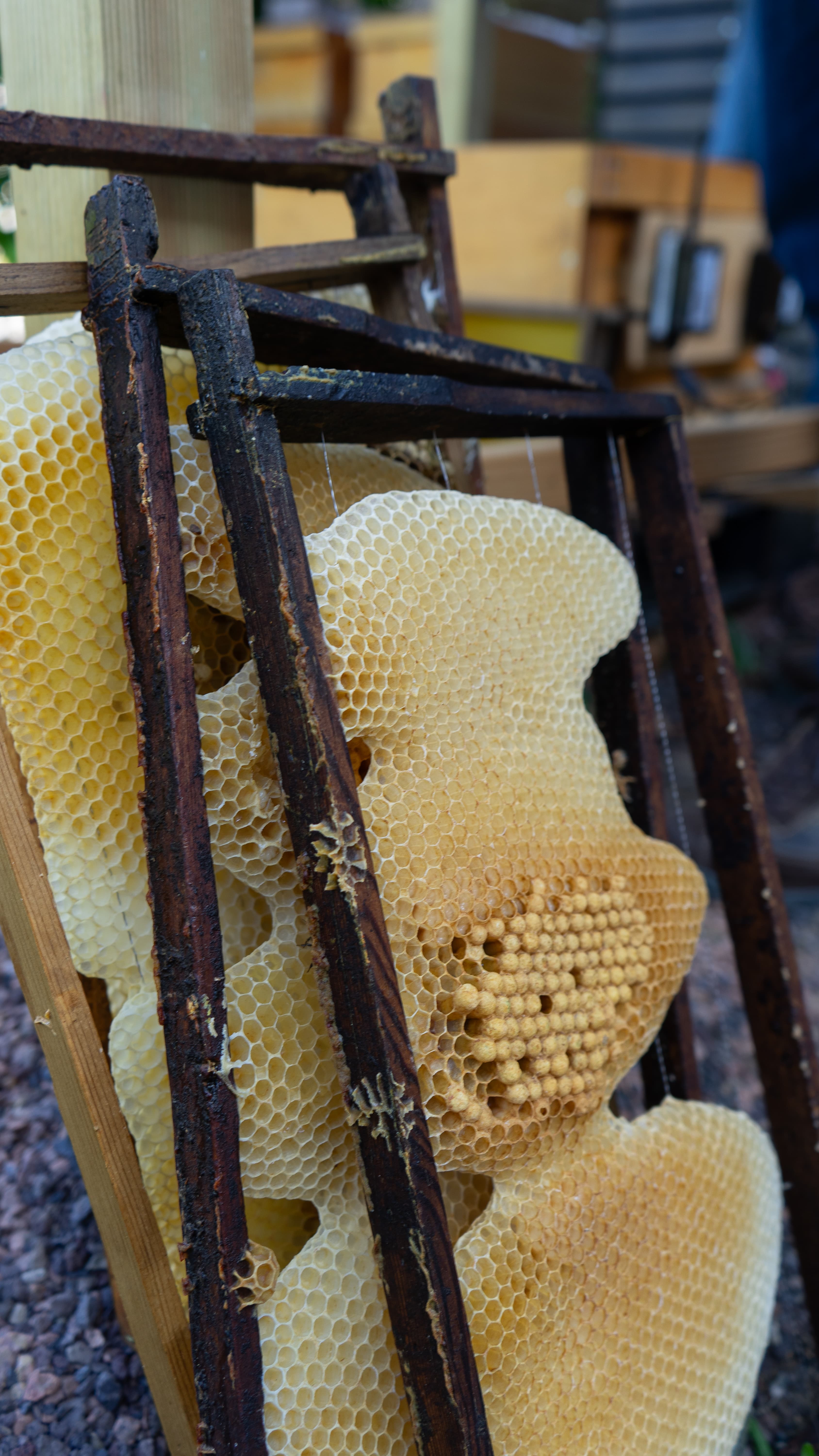 Beekeeping impression - apiary work